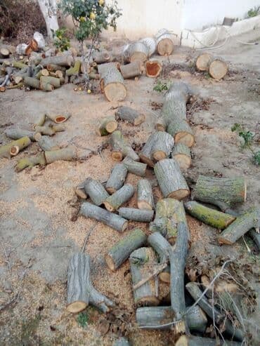 Odun parçaları – kəsilmiş ağac gövdələri - Şəkildə göründüyü kimi