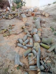 dsp taxta qiymeti: Tut agaci — 1