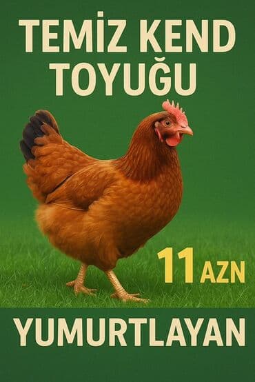 dana eti qiymeti: Təmiz kənd toyuğu, yumurtlayan, 11 AZN qiymətinə təklif olunur. Bu — 1