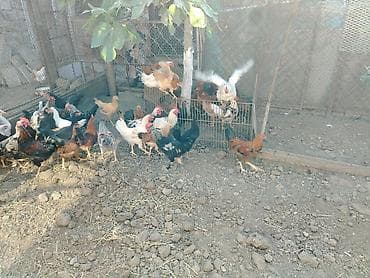 kend toyuqlari satisi: Məhsul: 20 dene xoruz Təsvir: - Açıq həyətyanı sahədə saxlanılan — 7