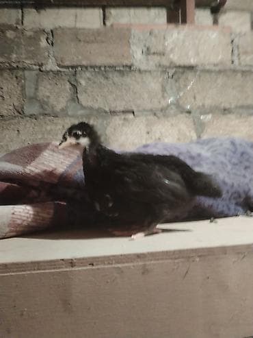 toyuq yuvası: Toyuq cücələri, Ətlik — 1