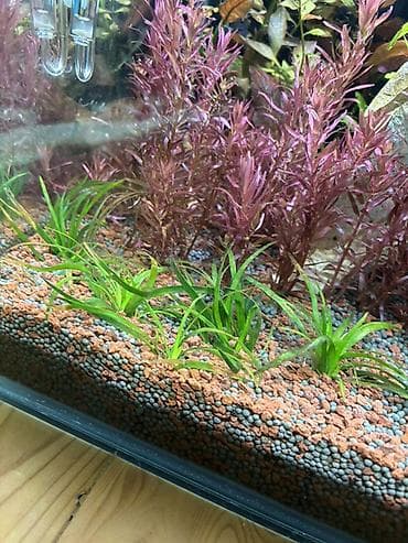 quppi balığı: Dördbucaq akvarium, Balıqlarla birlikdə, 120 l, Pulsuz çatdırılma — 5