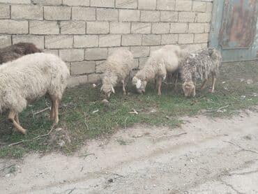 tap.az danalar: Məhsul: Qoyun sürüsü Təsvir: - Yerli cins qarışığı olan, quyruğu — 4