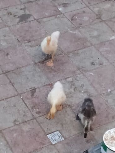 cuce dami: Qaz cücələri, Ətlik, Pulsuz çatdırılma, Ünvandan götürmə — 4