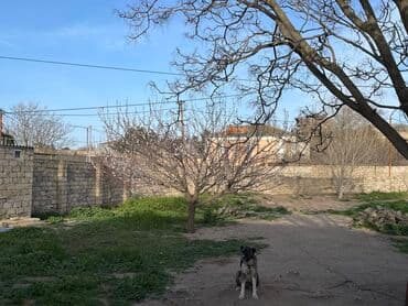 sabunçu qəsəbəsi: 8 sot, Tikinti, Mülkiyyətçi, Bələdiyyə — 4