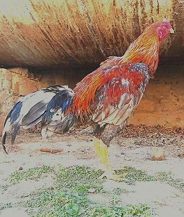 Cins: Uzunboylu döyüş tipli xoruz Rəng: Qırmızı-qara qarışıq (boğaz və