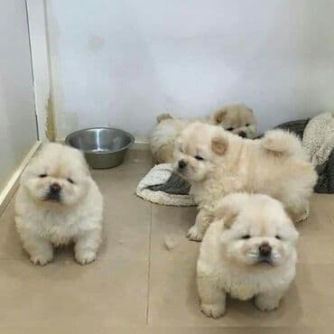 сколько стоит щенок: Çau-Çau — 1