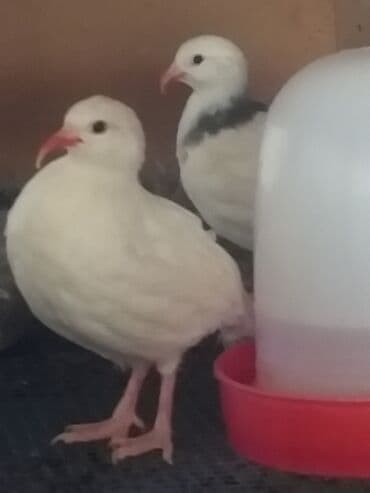 Inəklər, öküzlər: 2 ədəd ag kəklik satılır.saglam quşlardır.ikisi 70 manata — 2