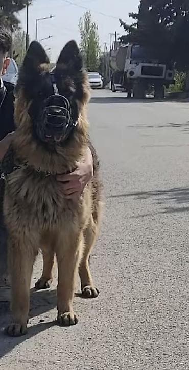 alman avcarkasi satilir: Alman çoban iti, Peyvəndli — 2