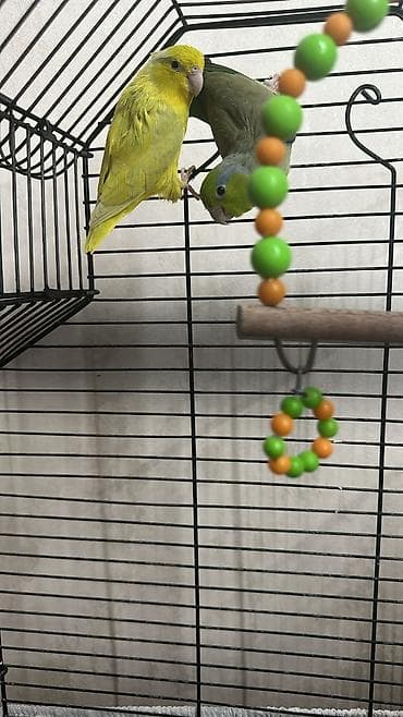 ucuz papuqay satisi: Məhsul: Kiçik paraket/forpus cütü Təsvir: - Növ: Cırtdan papuqay — 4