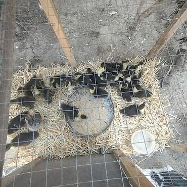 Zümrüd ayın 2si çıxmış balalar 10 manat və 3 aylığ zümrüd 25 manat