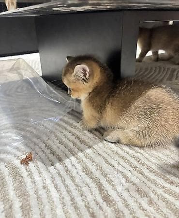 pişik tualet: Şinşilla, Dişi, Yaxşı əllərə, Ödənişli çatdırılma — 2