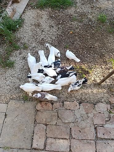 qusxana: Ev göyərçinləri – ağ və ala rənglər - Növ: ev göyərçinləri (uçuş və — 3