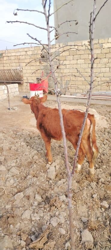 cins buzovların satışı: 3. 4 aylixdi unvan novxani — 1