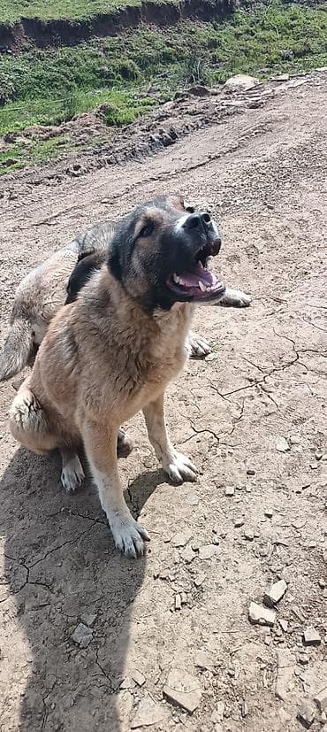 itlerin satisi ve qiymetleri: Qurdbasar, 10 ay, Dişi — 1