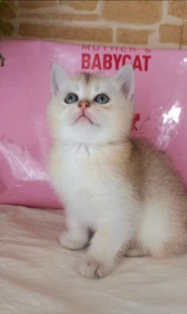 сколько стоит котенок: Британская, Самец, В добрые руки, Самовывоз — 1