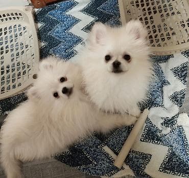 heyvan cütləşməsi: Şpitz, 4 ay, Dişi, Peyvəndli, Ünvandan götürmə — 2