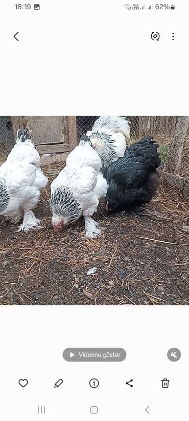 Gəmiricilər: Toyuq, Brama, Damazlıq — 6