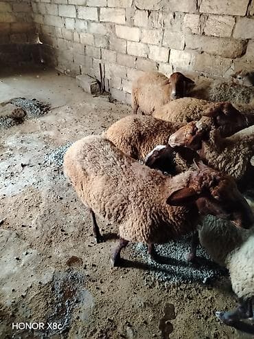 mal qara qusar: Obşi 27 baş heyvan di 22 baş qoyun 2 Erkey toğulu 3 de cepiş ətraflı — 3