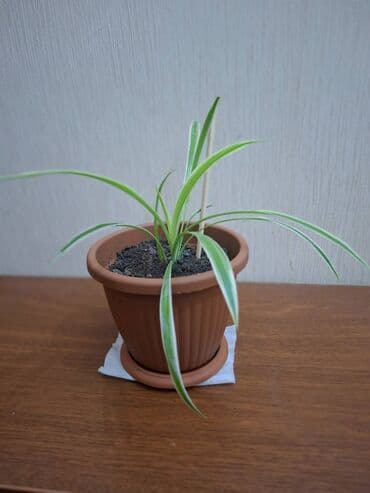 heserat yeyen bitki: Xlorofitum — sağlam və gözəl otaq bitkisi Tam sağlam və baxımlı — 3