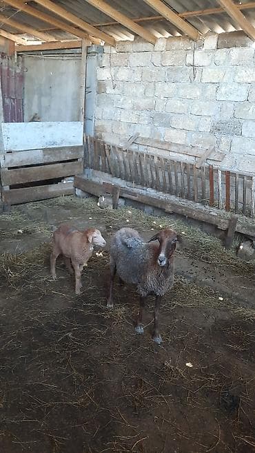 unicorn sekilleri: Məhsul: Qoyun və quzu cütlüyü Təsvir: - Şəkillərdə ana qoyun və onun — 5