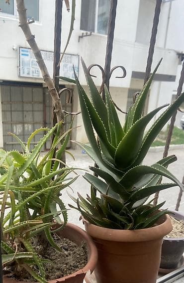 hilba bitkisi nedir: Aloe (sukkulent) – dekorativ otaq və balkon bitkisi - Növ: Aloe — 1
