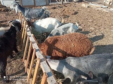quzu: 3baş quzu var 1erkək diri 34 kq 1baş qala dişi bir baş Beyləqan dönmə — 3