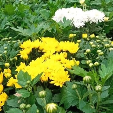 topdan gül satışı: Xrizantema payızgüllərinin topdan və pərakəndə satışı. Qiymətlər — 10