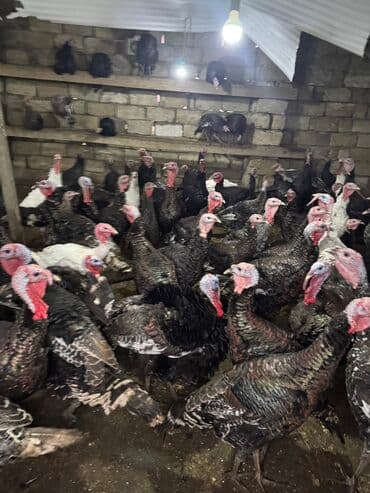 K/t heyvanları və malları: Məhsul: Hinduşka sürüsü Təsvir: - Şəkillərdə gördüyünüz damazlıq — 6