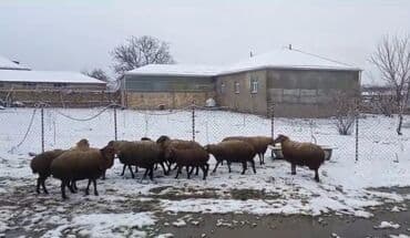 Qoyun sürüsü satılır - Növ: ehtimalən yerli ətlik/yunlu tip qarışıq