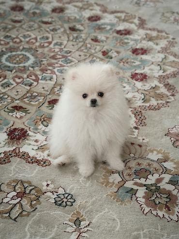 pomerian şpits: Şpitz, 4 ay, Erkek, Peyvəndli, Ünvandan götürmə — 8