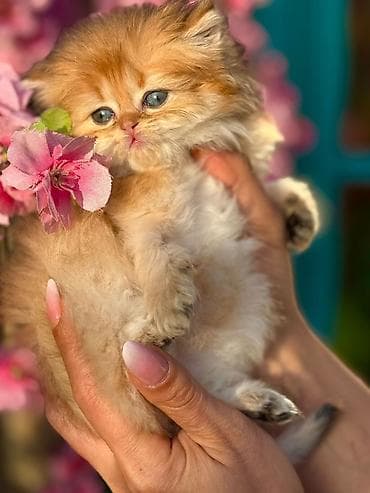 ev itler: Fars — 7