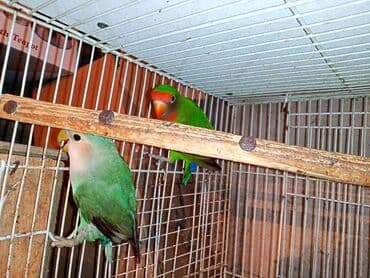 tuk tuk mmc: Nerazlucnik fişer ayrilmazlar maskvıy deyillər cütdu satılır hazır — 11