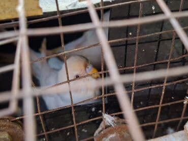 tuk tuk mmc: Salam umumi 10 qusdur 2 çütdür 6 si ise tek tek sekillerdede var cut — 8