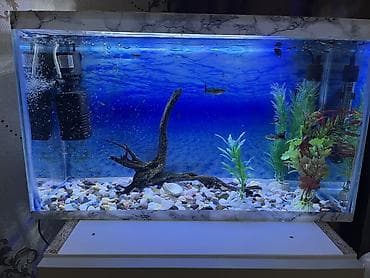zavod akvarium: Прямоугольный аквариум, Вместе с рыбами, 30 л, Самовывоз — 1