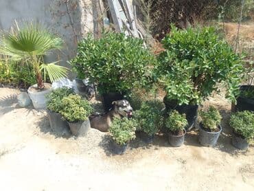 Digər bitkilər: Şimşad bitkisi bağlar, parklar və landşaft dizaynında geniş istifadə — 8