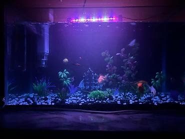 Dördbucaq akvarium, Balıqlarla birlikdə, 90 l