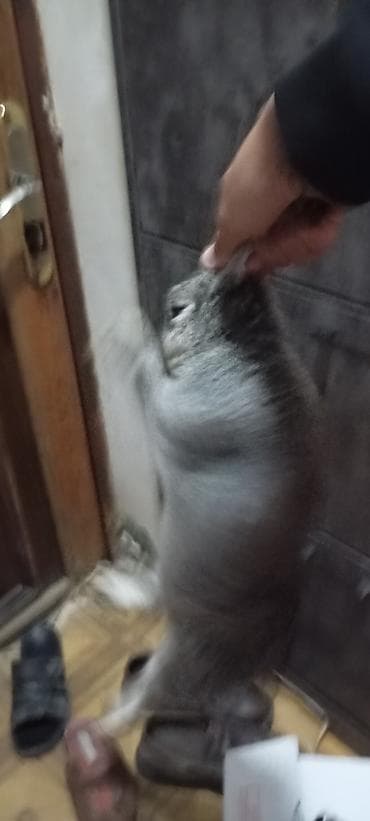 Nər erkək dovşan Gümüş-boz rəngli ev dovşanı - Növ: ev dovşanı