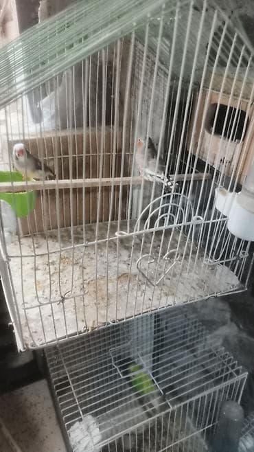 qasqaldag qusu: 1 cut bala veren amadin 35 manat qefes yuva daxil ikinci defe bala — 1