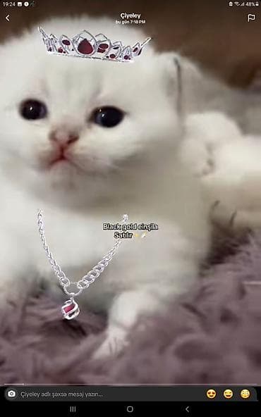 Boyunbağı, Gümüş