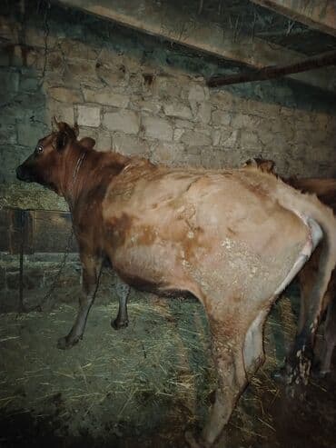 Inəklər, öküzlər: 𝗘𝘁𝗹𝗶𝗸 𝗲𝗹 𝗵𝗲𝘆𝘃𝗮𝗻𝗶𝗱𝗶 — 1