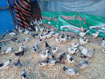 Коровы, быки: Куриные цыплята, Для мяса, Самовывоз — 3