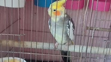 quş papuqay: Nymph paraket (Cockatiel) – gözəl rəng çaları ilə - Növ: Nymph paraket — 1