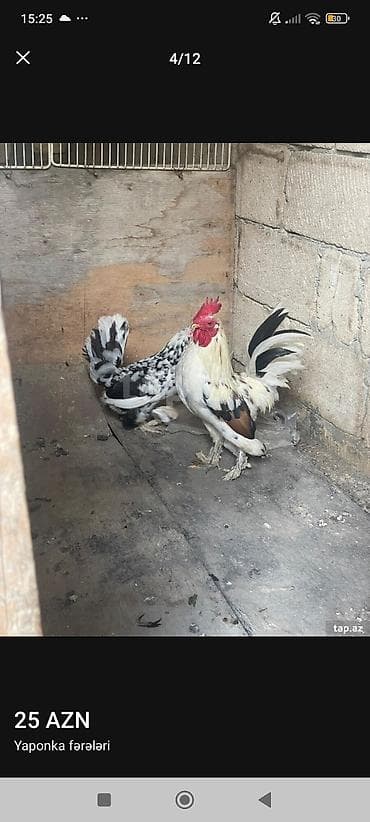 K/t heyvanları və malları: Toyuq, Damazlıq — 3