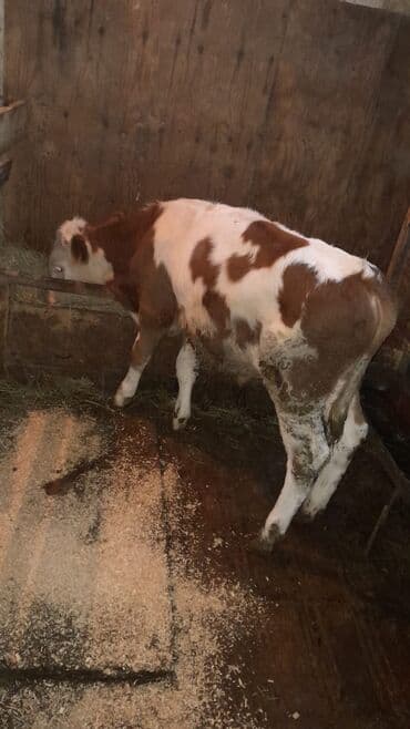 cins inekler azerbaycanda: Nomrənin vb sı ilə əlaqə saxlayın və ya 070 949 65 35 ilə Qeyd: - — 3