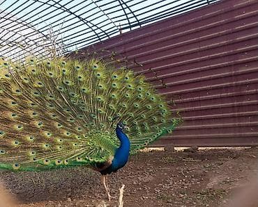 tap az qoyunlar: Məhsul: Tovuzquşu (erkək) Təsvir: - Parlaq mavi boyun və döş, geniş — 4