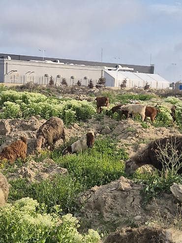 Qoyun və Keçi Otarma Xidməti - Yaşıllıq sahələrinin, sənaye və
