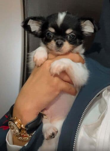 çoban itleri: Çixuahua, 2 ay, Erkek, Peyvəndli — 3