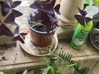 yeni il şənliyi 2022: Xalça — 44