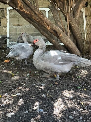 cins ineklerin qiymeti: Lavanda erkek ordey satilir.2 ededdir.əsil damazliqa — 2